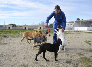 Obligatorio: Sacrificio cero para los animales abandonados en la provincia de Palencia sacrificio cero animales provincia palencia abandonados