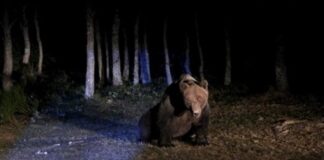 Oso montaña palentina marcan con gps