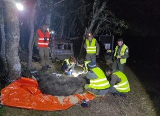 Capturan y marcan con un GPS a un oso pardo en la Montaña Palentina Oso montaña palentina GPS