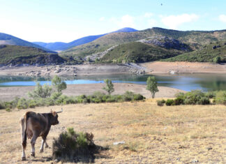 El TSJCyL suspende cautelarmente la aplicación de la resolución de la Junta que flexibilizaba el movimiento de ganado Camporredondo
