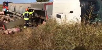 Guardo Camión herido volcado cerdos