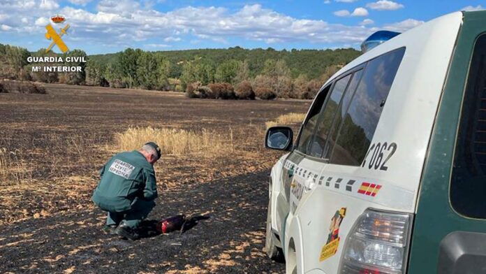 guardia-civil-investiga-incendios-forestales-en-palencia-verano-2022 La Guardia Civil investiga incendios forestales provocados en Palencia - Verano 2022