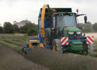 La sequía y el calor reducen más del 20% la producción de aceites esenciales de lavanda y lavandín en Palencia Cosecha y transformación de Lavandín en Palencia Un momento de la cosecha de lavandín en un terreno cercano a Palencia