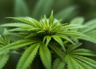 Una alternativa real para el agricultor: el cáñamo