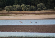 Flamencos Duero Palencia