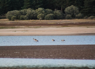 Flamencos Duero Palencia