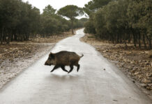 Más cupos de caza del jabalí en la Montaña Palentina para luchar contra su expansión jabalí