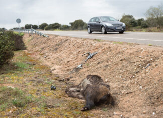 Más medidas cada día, más accidentes con animales en las carreteras jabalí