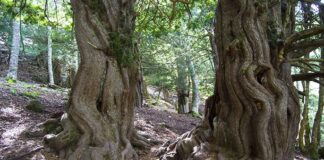 Senda de la Tejeda de Tosande