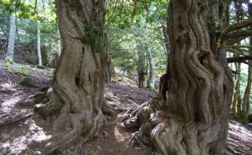 Senda de la Tejeda de Tosande