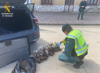 Denunciado en el norte de Palencia por posesión y transporte de nueve cabezas de corzo macho y un jabalí