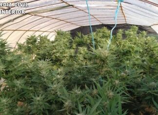 Más plantaciones de marihuana en Palencia; una en Alar del Rey, otra en Revilla de Campos