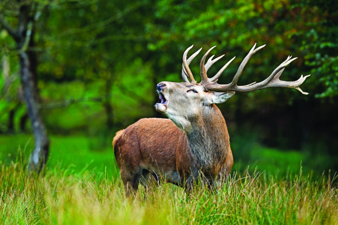 ciervo1 berrea cervera de pisuerga
