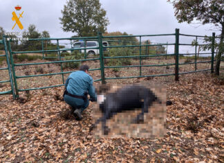 Investigado tras hallar nueve yeguas muertas y localizar a otras más sin los cuidados adecuados en un monte de Matamorisca