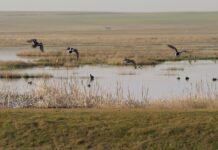 Castilla y León actualiza el censo de especies de aves acuáticas para conocer su estado de conservación laguna la nava