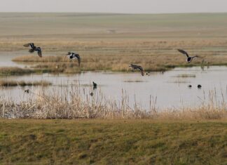 Nace en Palencia el Observatorio de Aves Esteparias en Castilla y León laguna la nava
