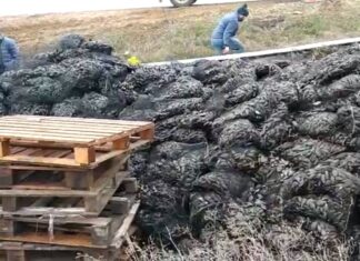 Furor en Palencia por el ‘mejillón del Valdeginate’
