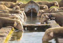Ovejas bebiendo de un pilón municipal. / ICAL
