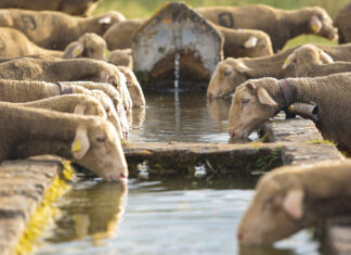 Brañosera reivindica la trashumancia como pilar de su identidad con un seminario pionero Ovejas bebiendo de un pilón municipal. / ICAL