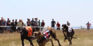 Carrera de Galgos del Torneo Provincial de la Diputación de Palencia