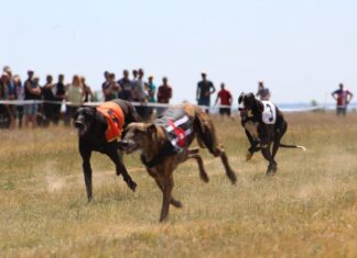 Vuelven las carreras de galgos Carrera de Galgos del Torneo Provincial de la Diputación de Palencia