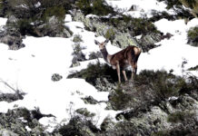 Ecologistas en Acción recurrirá el cambio de criterio de la Audiencia Provincial de Palencia contra la caza furtiva Esto-es-cuesta-cazar-rebeco-ciervo-Fuentes Carrionas