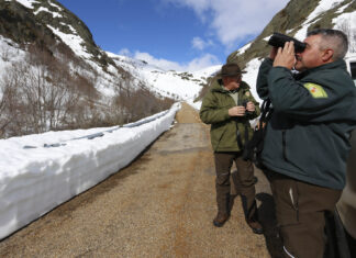 Medio Ambiente reconoce la turnicidad a un celador de Fuentes Carrionas y CSIF exige que la extienda al resto Esto-es-cuesta-cazar-rebeco-ciervo-Fuentes Carrionas-e