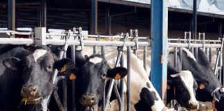 Explotación de ganado bovino para la producción de leche de El Cantón. Miriam Chacón ICAL