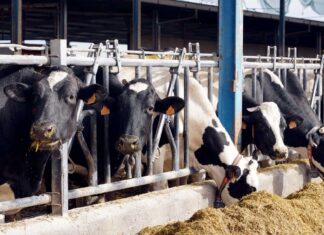 Los ganaderos de vacuno de leche buscan soluciones conjuntas en una jornada en Saldaña Explotación de ganado bovino para la producción de leche de El Cantón. Miriam Chacón ICAL