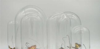 José Luis Viñas lepidópteros extinguidos