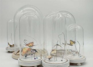 José Luis Viñas lepidópteros extinguidos