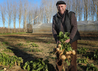 El nabo de Monzón resurge de nuevo nabo de Monzón de Campos
