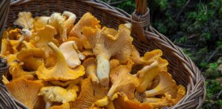 micología asociaciones