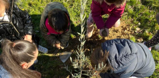 paredes repoblación