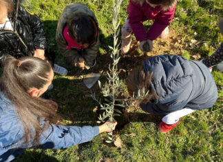 paredes repoblación