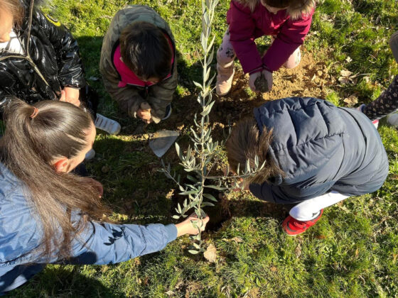 paredes repoblaci&oacute;n