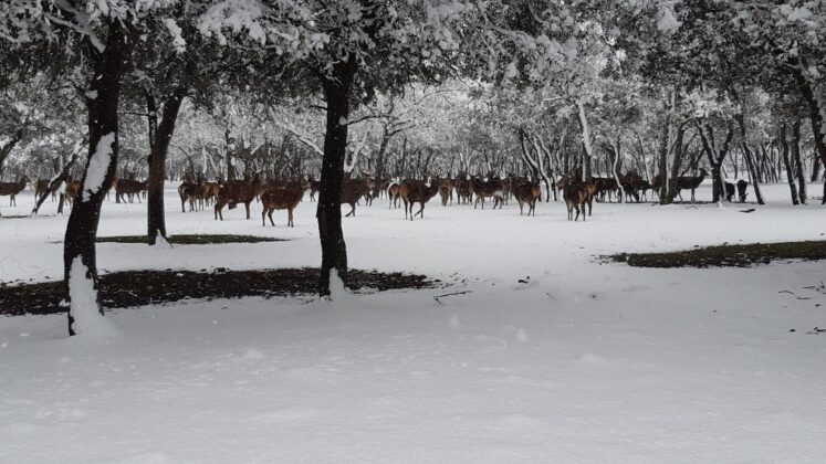 &iquest;La-Laponia-Finlandesa-No-Monte-nevado-Palencia-(Galer&iacute;a)-ze