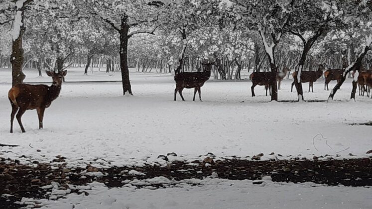 &iquest;La-Laponia-Finlandesa-No-Monte-nevado-Palencia-(Galer&iacute;a)-ze