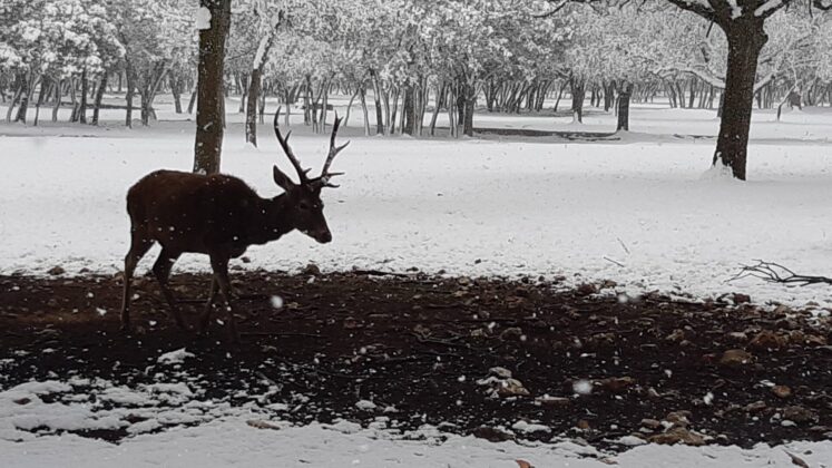 &iquest;La-Laponia-Finlandesa-No-Monte-nevado-Palencia-(Galer&iacute;a)-ze