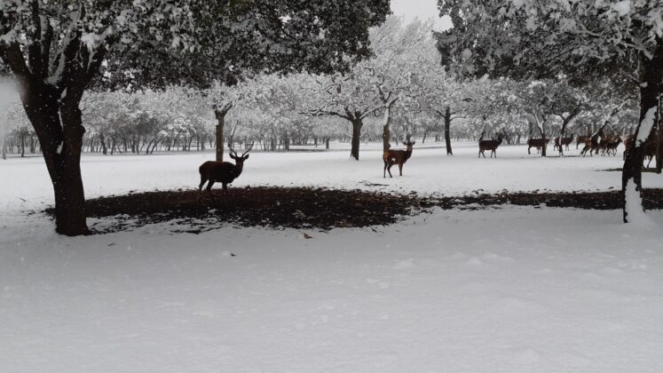 &iquest;La-Laponia-Finlandesa-No-Monte-nevado-Palencia-(Galer&iacute;a)-ze