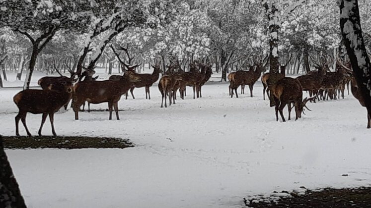 &iquest;La-Laponia-Finlandesa-No-Monte-nevado-Palencia-(Galer&iacute;a)-ze