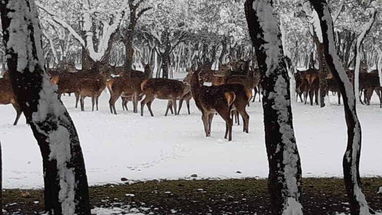 &iquest;La-Laponia-Finlandesa-No-Monte-nevado-Palencia-(Galer&iacute;a)-ze
