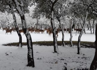 ¿La-Laponia-Finlandesa-No-Monte-nevado-Palencia-(Galería)-ze