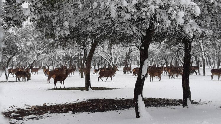 &iquest;La-Laponia-Finlandesa-No-Monte-nevado-Palencia-(Galer&iacute;a)-ze