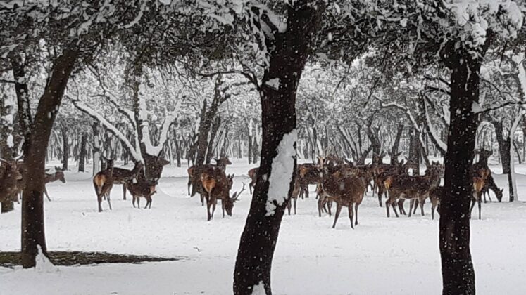 &iquest;La-Laponia-Finlandesa-No-Monte-nevado-Palencia-(Galer&iacute;a)-ze
