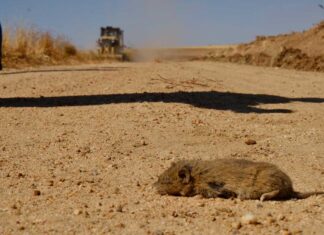 Imagen de archivo relacionada con la plaga de topillos en Castilla y León - David Arranz ICAL