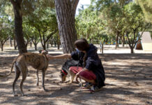 Explosión demográfica canina