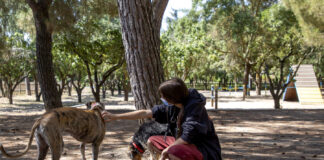 Explosión demográfica canina