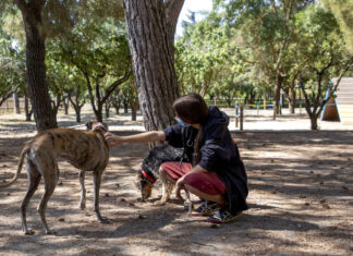 Explosión demográfica canina