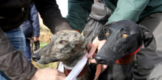 Imagen de archivo de dos ejemplares de galgo. / ICAL